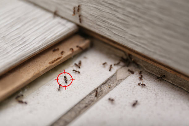 Best Spider Control Near Me  in Schler Park, IL