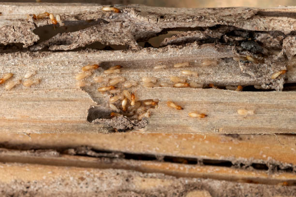 Best Exterminator Services  in Schler Park, IL