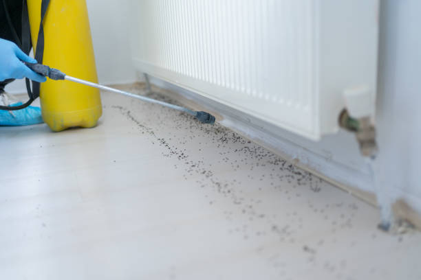 Best Wasp Removal Services  in Schler Park, IL